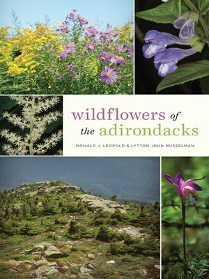 Wildflowers of the Adirondacks - ebook